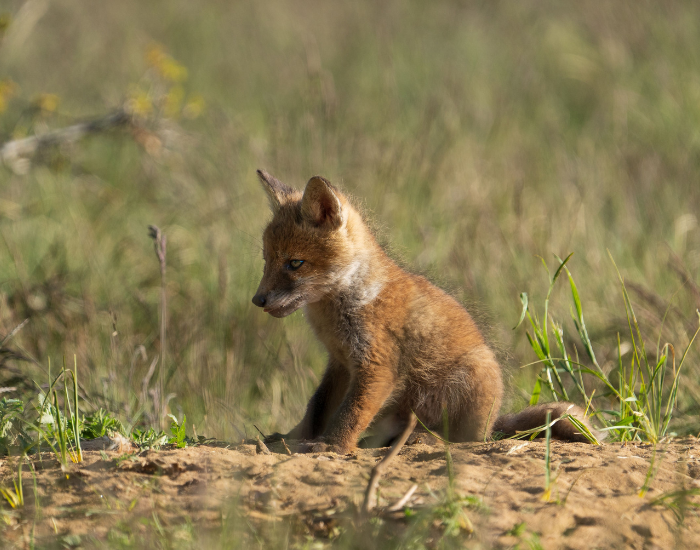 small kit fox in the wild
