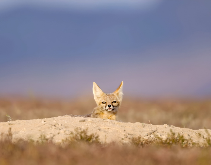 a it fox in the wild coming out of a den
