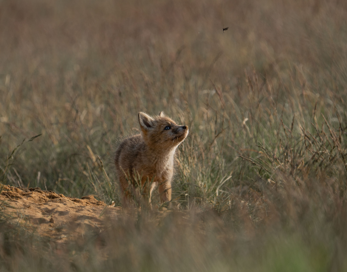 cub kit fox walking