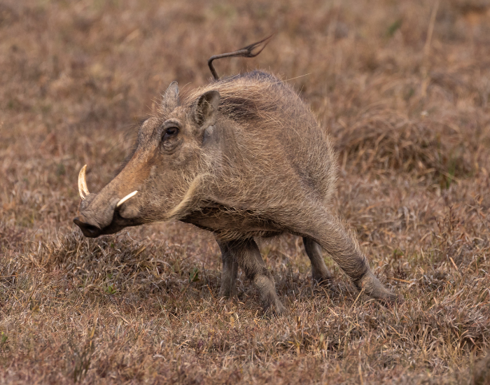 Warthog-Phacochoerus-africanus.webp Warthog running in the savanna