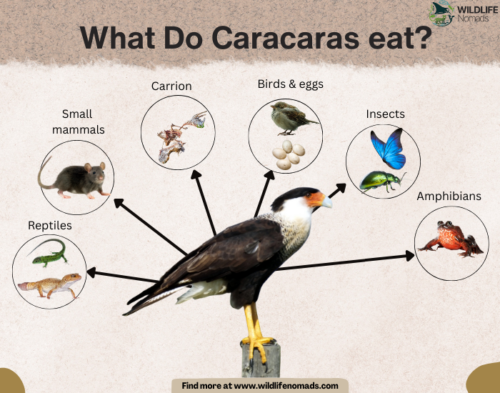 What-Do-Caracaras-eat.webp infographic showing the diet f the caracar