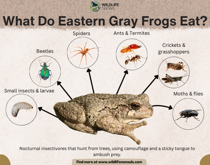 What-Do-Eastern-Gray-Frogs-Eat-diet.webp infographic showing the diet of the eastern gray tree frog