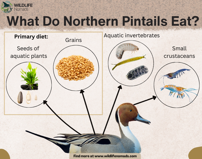 What-Do-Northern-Pintails-Eat.webp Northern pintail diet infographic