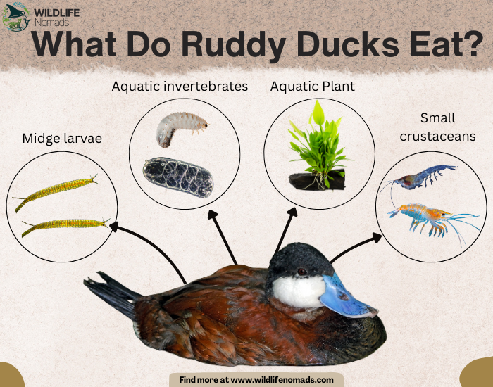What-Do-Ruddy-Ducks-Eat-diet-infographic.webp infographic depicting the main diet of rubby ducks