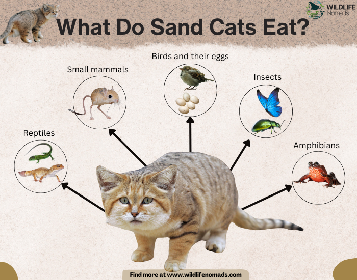 What-Do-Sand-Cats-Eat.webp What Do Sand Cats Eat? infographic showing their diet
