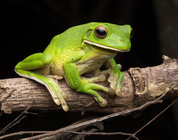 White-Lipped-Tree-Frog-Litoria-infrafrenata.webp a White-Lipped Tree Frog on a tree trunk