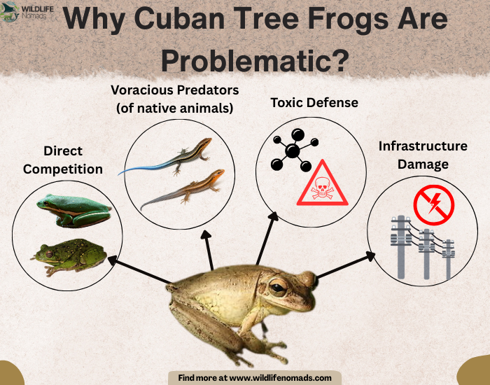 Why Cuban Tree Frogs Are Problematic? infographic