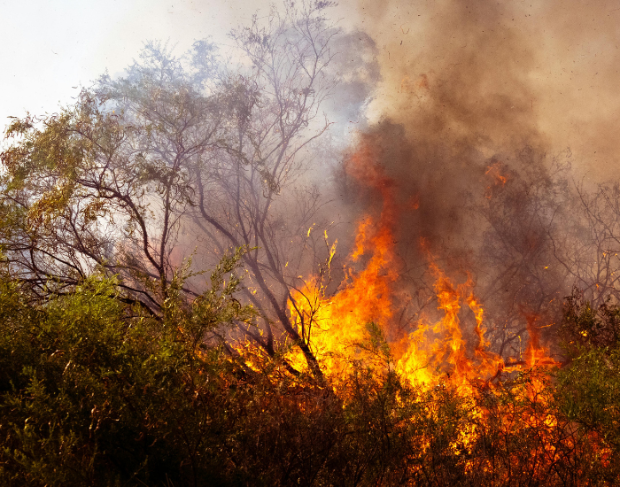australain-fire.webp wildfire in a savanna