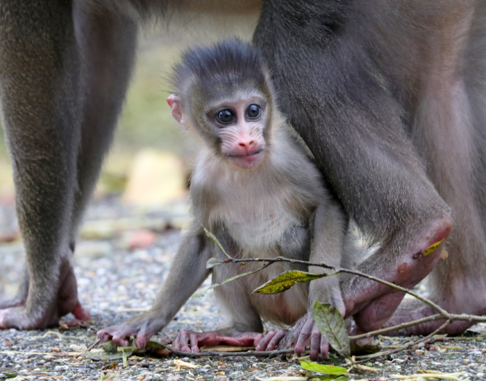 baby-mandrill.webp baby young mandrill within mom legs