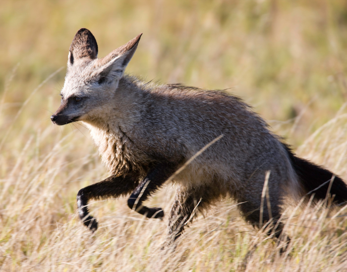 bat-eared-fox-10.webp bat eared fox running in the wild
