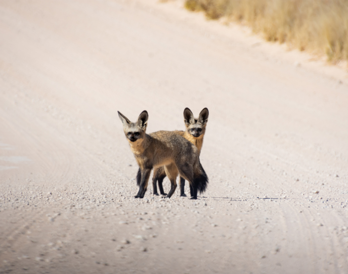 bat-eared-fox-13.webp two bat ear foxes on a dirt road