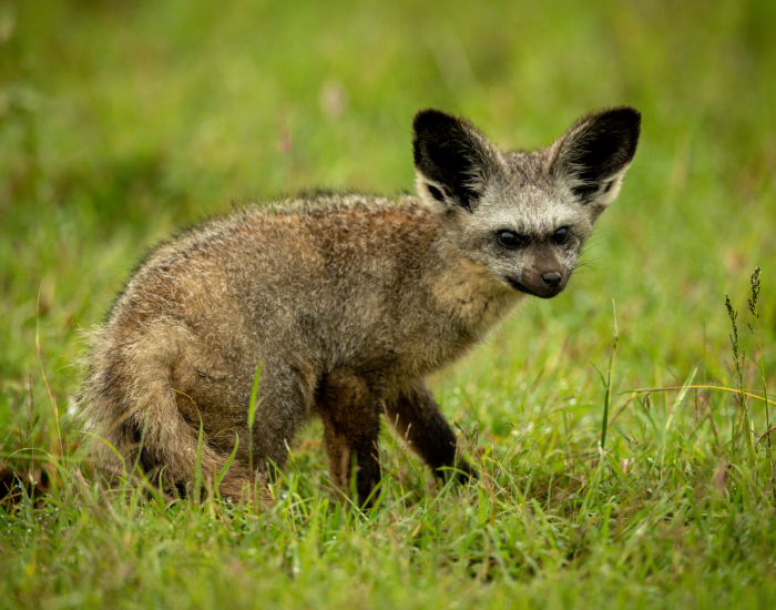 bat-eared-fox-17.webp Bat eared fox in the wild over grass