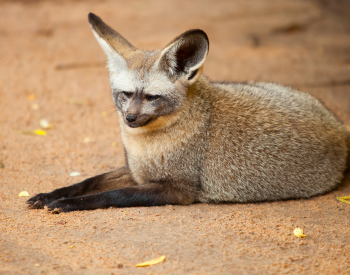 bat-eared-fox-18.webp bat eared fox laying on the ground