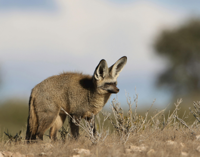 bat-eared-fox-3.webp bat eared fox standing in the wild