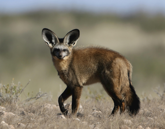 bat-eared-fox-standing.webp bat eared fox standing in its habitat
