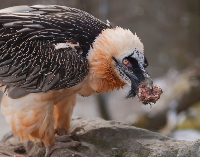 close up of a bearded vulture eating meat and bone