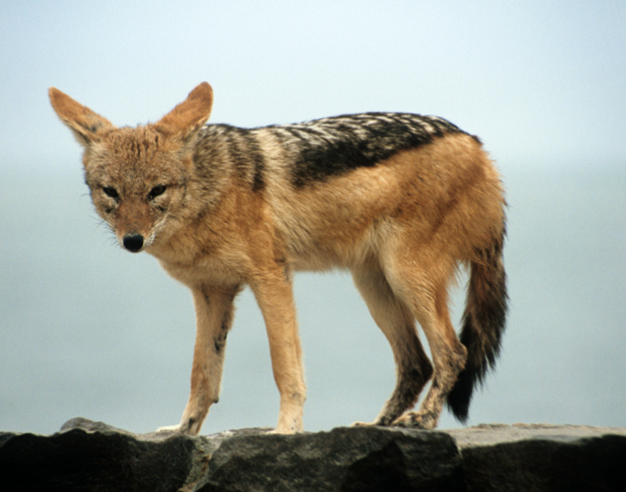 black back jackal standing in the wild
