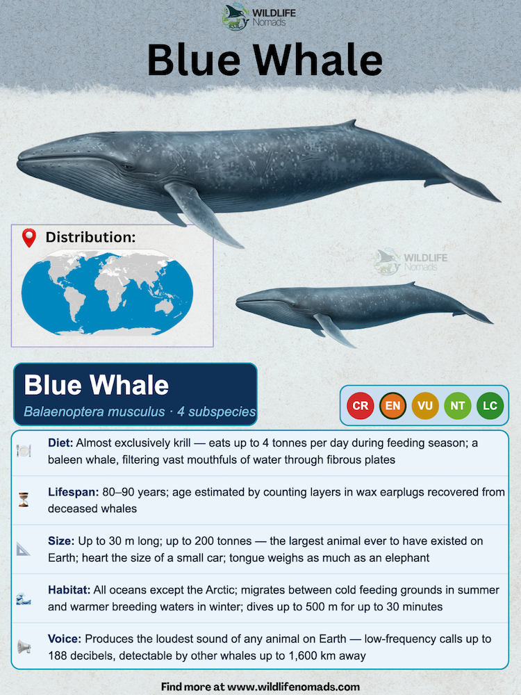 Pinterest graphic outlining blue whale facts, including diet, size comparisons, lifespan, and ocean distribution map.
