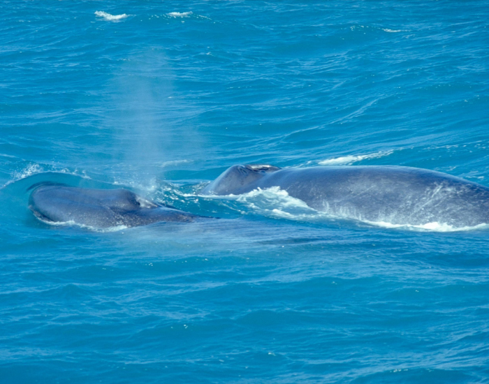 blue-whale-with-calf.webp blue whale with calf