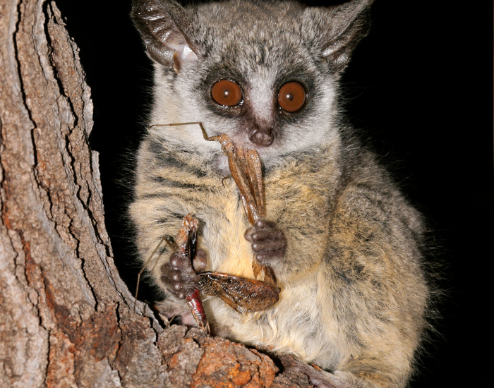 close up of a galago on a tree