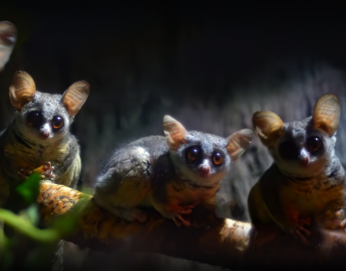 bush babies galagos