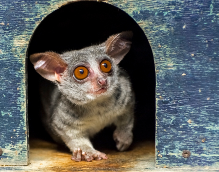 a bushbaby inside a nest box
