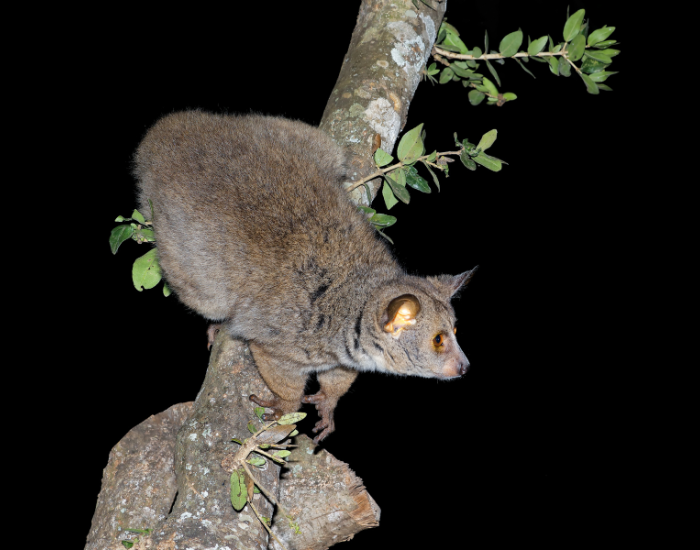 a bushbaby on a tree at night