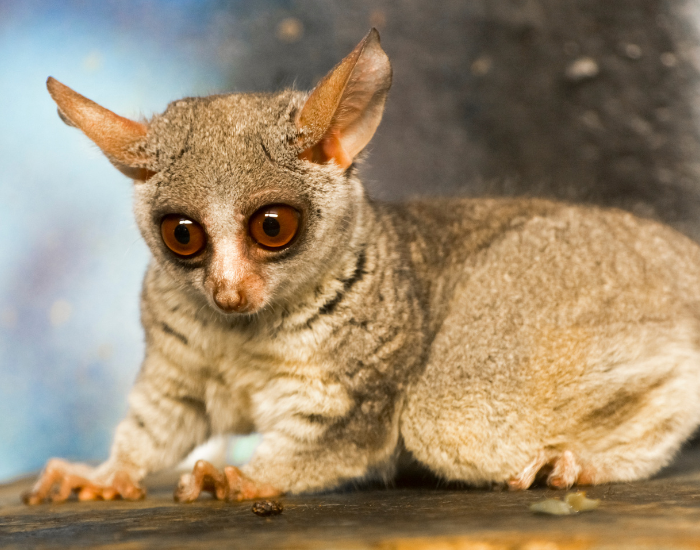 galago laying