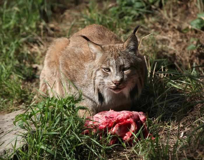 A canadian lynx in the wild eating meat