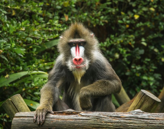 captive-Mandrillus-sphinx.webp mandrill in captivity in a zoo