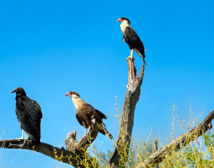 caracar-on-rock-4.webp three caracara bird on a tree