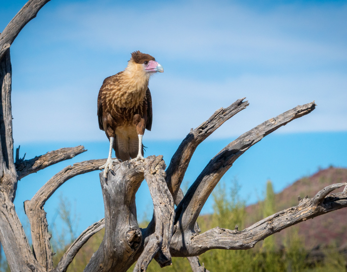 caracar-on-rock-5.webp a caracara on a tree with the ocean on the backgorund