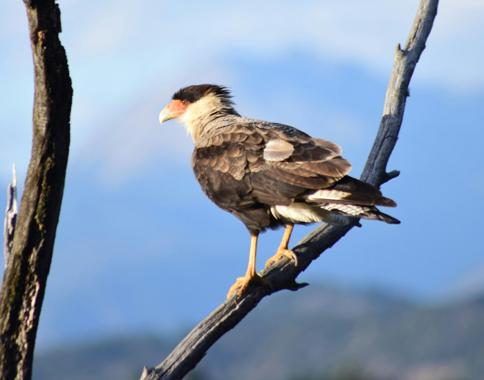 caracar-on-tree.webp caracara on a tree with panoramic view