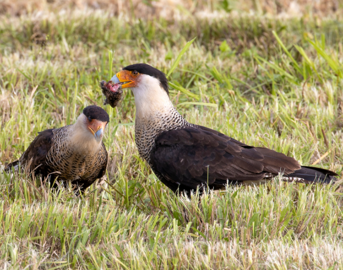 caracar-on-rock-8.webp two caracaras on the ground eating a mice