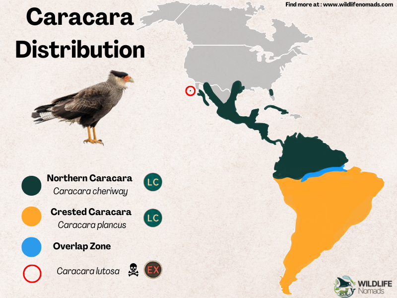 caracara-distribution.webp Caracara Distribution map