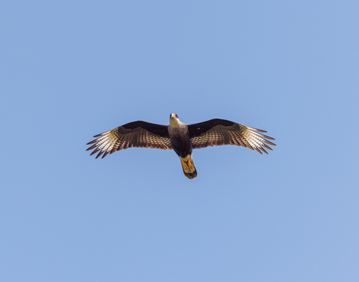 caracara-flying-sky.webp caracara flying high in the sky