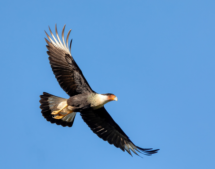 caracara-flying.webp a caracara flying in the sky