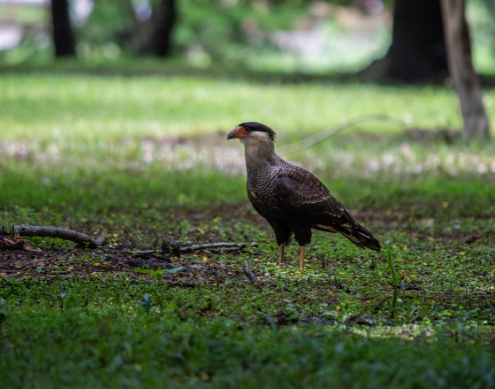caracara-on-ground.webp a caracara on the ground