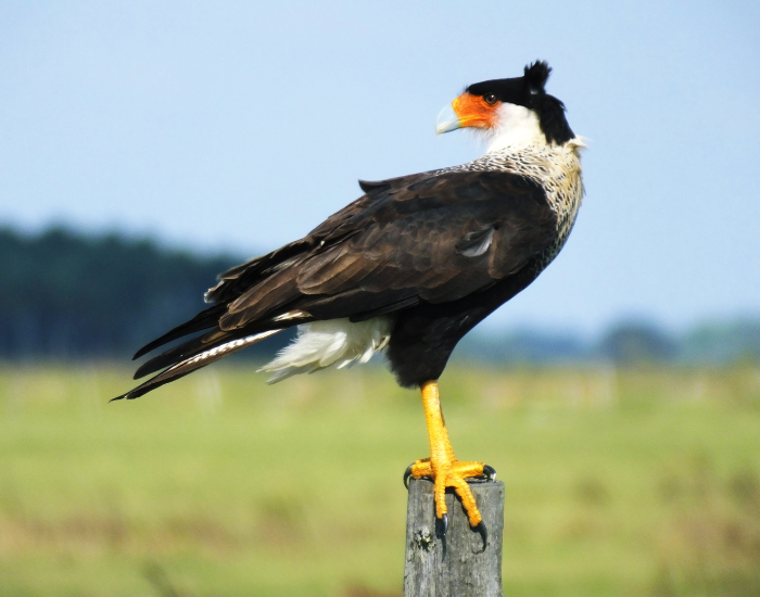 caracara-standing.webp a caracara standing on a wooden pole