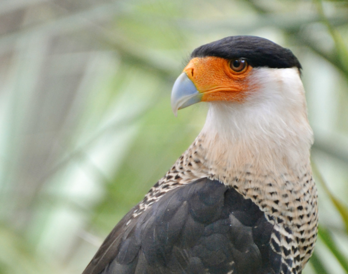 caracara.webp close up of a caracara head