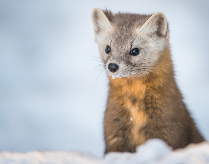 close up of a pine marten