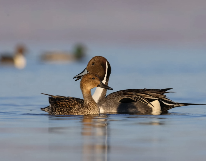 close-up-Northern-Pintail-3.webp two northern pintails swimming