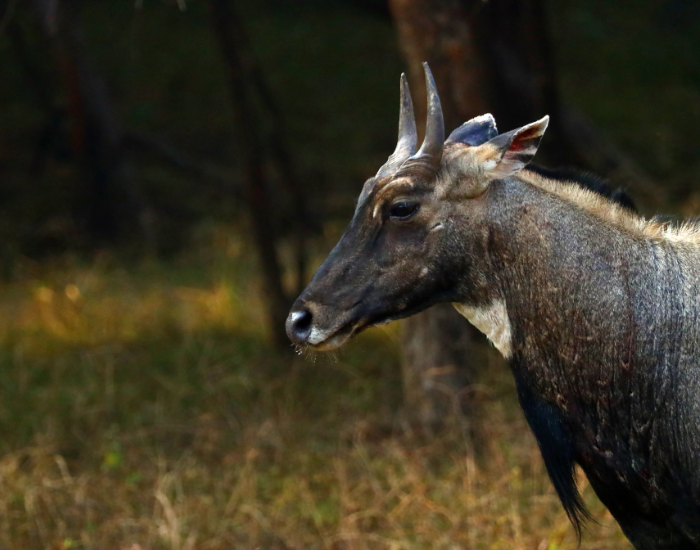 close-up-nilgai.webp close up of a nilgai