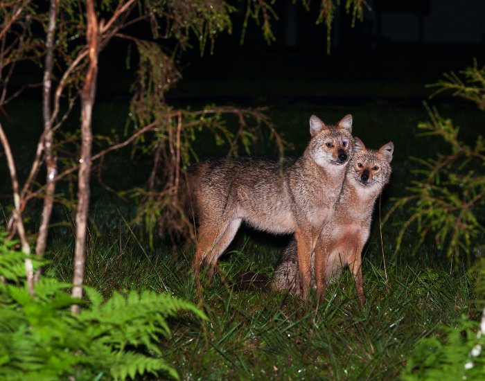 couple-of-golden-jackals.webp couple of jackals in the wild