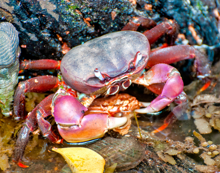 crab-scavenger.webp close up of a scavenger in the wild