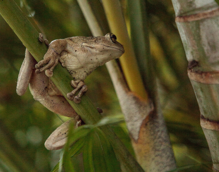 cuban tree frog in the wild on a plant