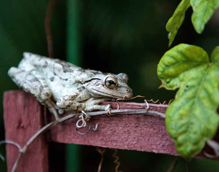 cuban tree frog on top of a red fence