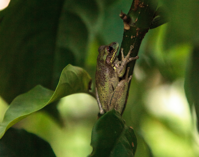 Cuban tree frog on a plant in the wild