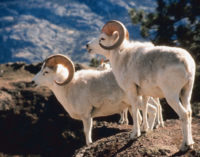 two dall sheeps in the wild