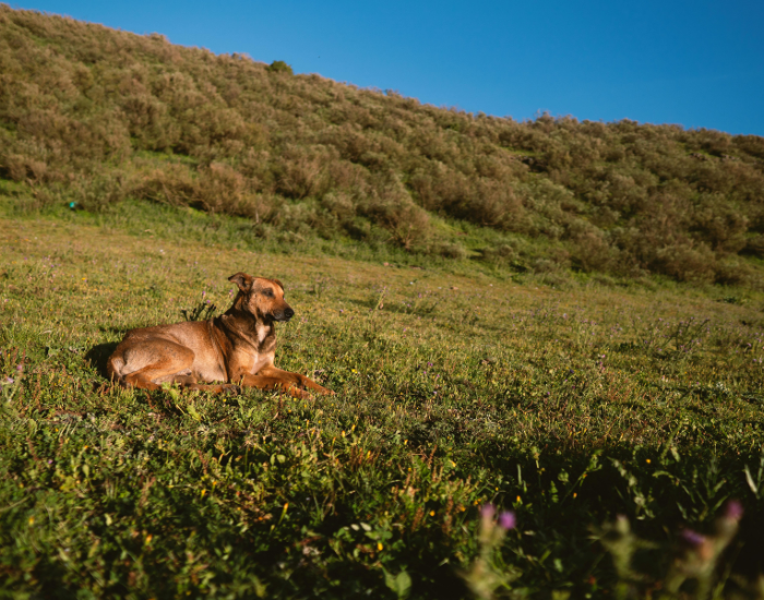 dog-relaxing.webp Dog in nature laying
